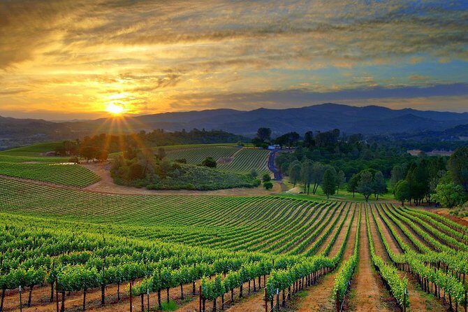 Lebanon Wine Tasting Tour From Beirut - The Sum Up: Who Is This Tour Best For?