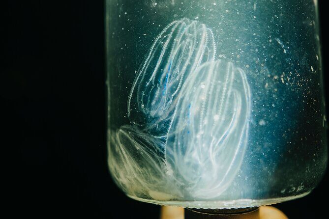 LED Bio Comb Jelly Clear Bottom Kayak or Paddleboard Tour! - Introduction: A Nighttime Adventure in Merritt Island