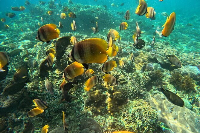 Lembongan Snorkeling at Manta Point Crystal Bay and Mangrove - Frequently Asked Questions