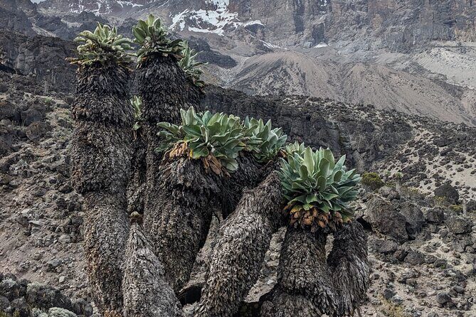 Lemosho Route 7 Days Trekking at Mount Kilimanjaro - Starting Point: Arusha and the Journey to Kilimanjaro