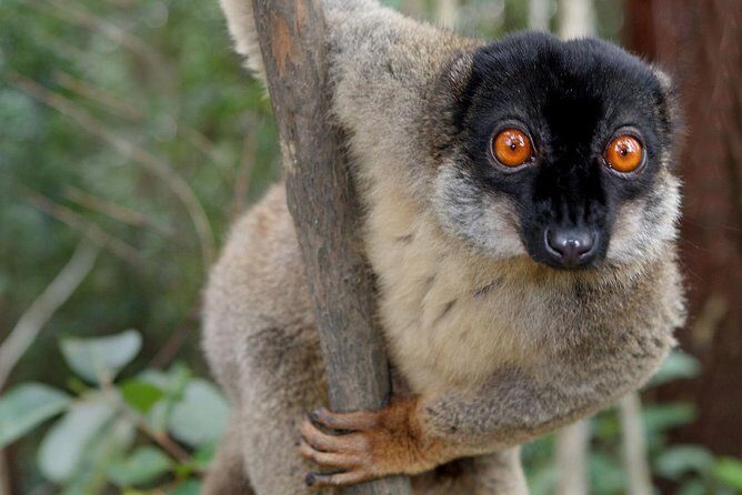 Lemur Day Tour at Andasibe Rainforest and Vakona Lodge Reserve - Introduction