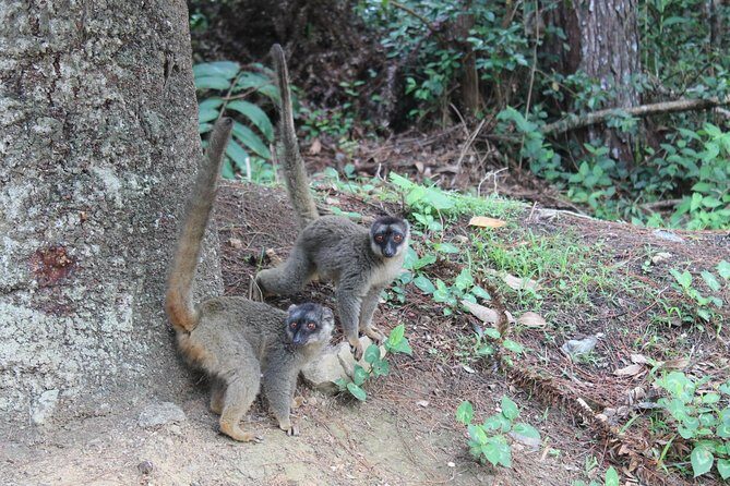 Lemur Day Tour at Andasibe Rainforest and Vakona Lodge Reserve - Key Points