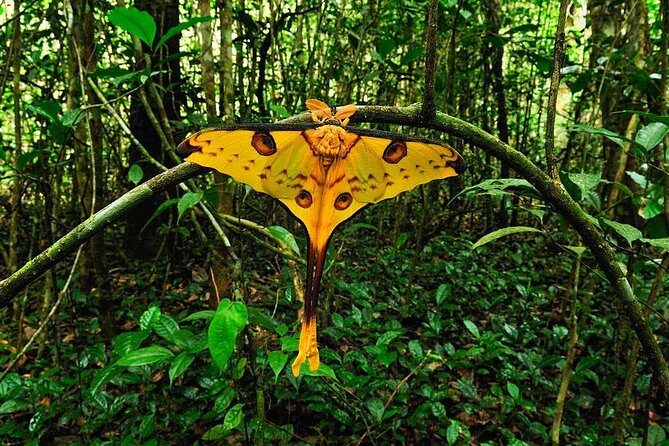 Lemur Day Tour at Andasibe Rainforest and Vakona Lodge Reserve - Transportation and Comfort