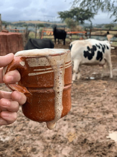 Leon: Cristero Rebellion Guided Tour with Breakfast - Key Points