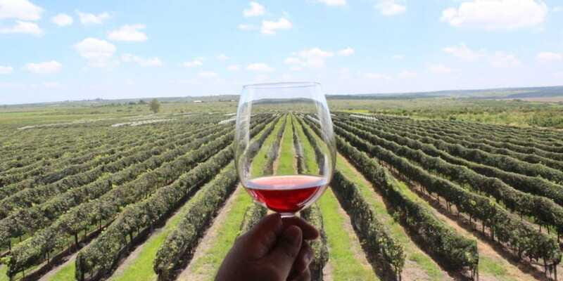 León: Wine Tasting & Vineyard Tour at Viñedo Jalpense - Tasting and Food Pairing