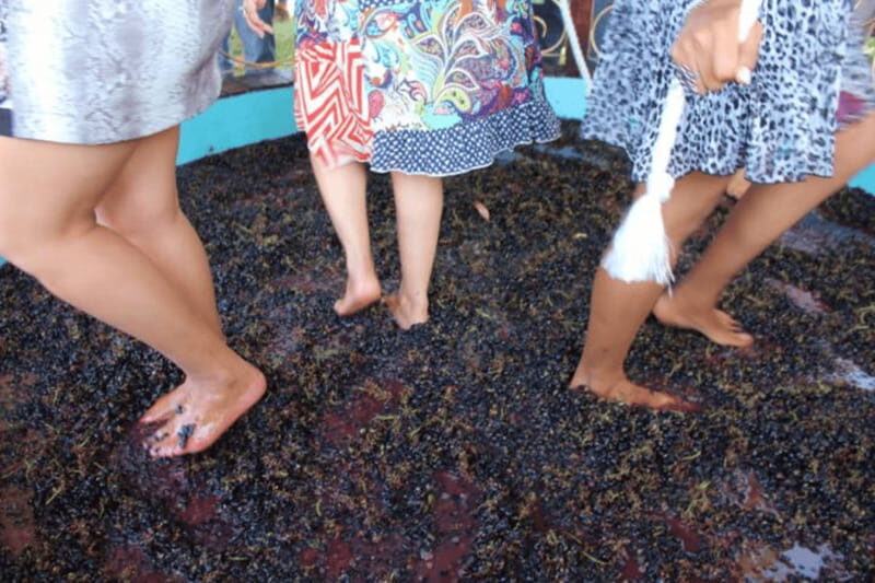 León: Wine Tasting & Vineyard Tour at Viñedo Jalpense - Who Will Appreciate This Tour?