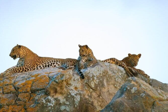 Leopard Half Day Yala National Park Eleven Safari - Exploring the Leopard Half Day Yala National Park Eleven Safari