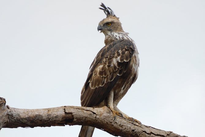 Leopard Half Day Yala National Park Eleven Safari - Final Thoughts