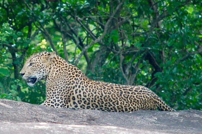 Leopard Half Day Yala National Park Eleven Safari - FAQ