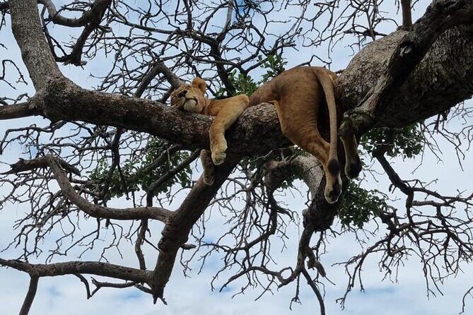 Leopard Luxury Safari in Tanzania - Detailed Breakdown of the Itinerary