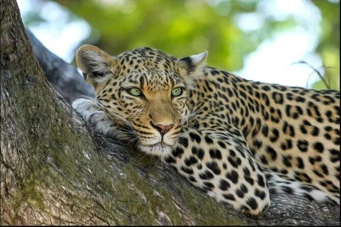 Leopard Luxury Safari in Tanzania - Practical Considerations and Value