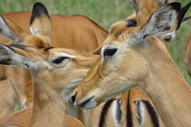 Leopard Luxury Safari in Tanzania - Final Thoughts