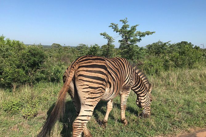 Lesedi cultural village and lion mini safari - What Makes This Tour Stand Out?