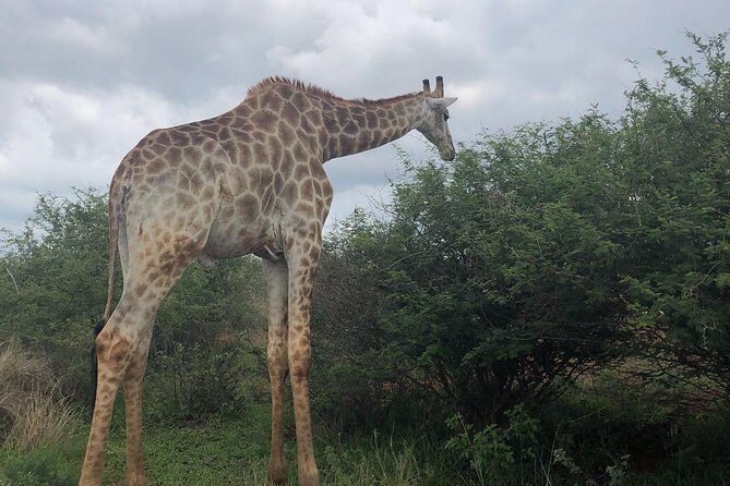 Lesedi cultural village and lion mini safari - Transportation & Group Size