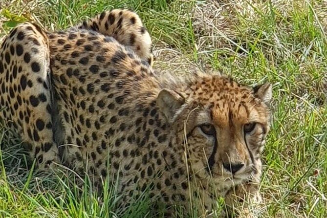 Lesedi cultural village and lion mini safari - What’s Included and What’s Not?