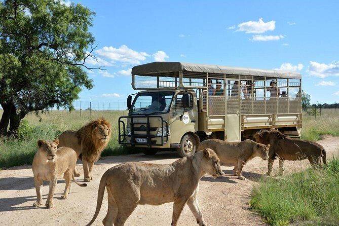 Lesedi Cultural Village and Lion Park Day Tour from Johannesburg - An In-Depth Look at the Tour