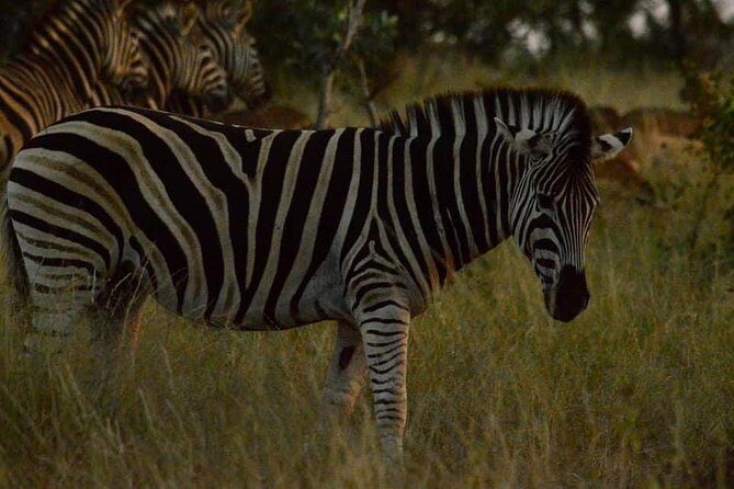 Lesedi Cultural Village and Lion Park tour - Weather and Clothing