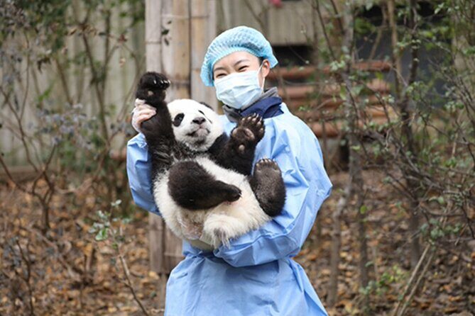 Leshan Buddha + Panda Base or Old Tea House Private Day Tour - The Itinerary in Detail