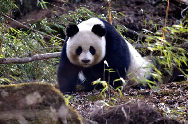 Leshan Grand Buddha Scenic Area and Panda Park Day Tour - Exploring the Panda Base: A Close-Up with Chinas Beloved Animal