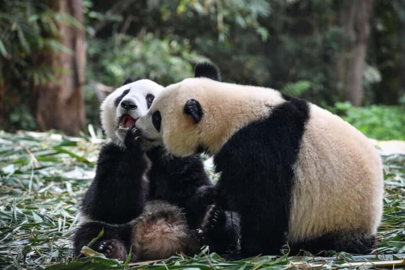 Leshan Grand Buddha Scenic Area and Panda Park Day Tour - The Sum Up: Is This Tour Right for You?