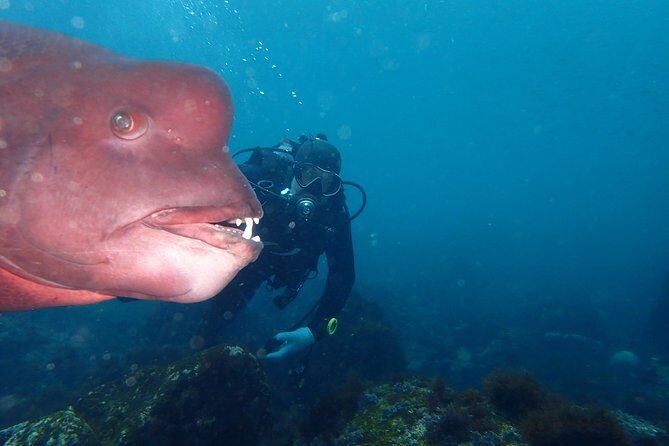Let's enjoy Scuba diving in Izu Peninsula for certificate Diver - Key Points