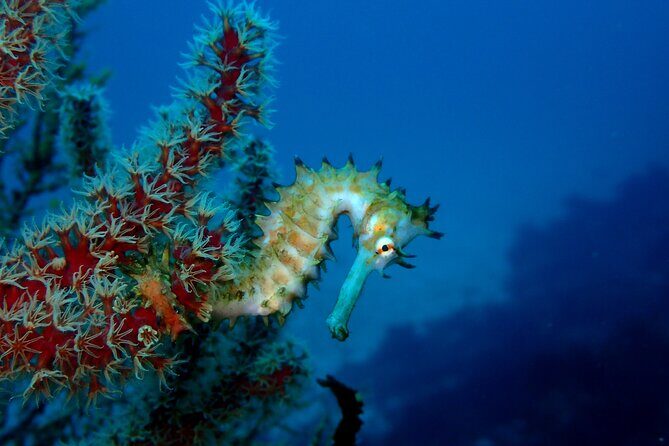 Let's enjoy Scuba diving in Izu Peninsula for certificate Diver - Setting Expectations: What You Can Look Forward To
