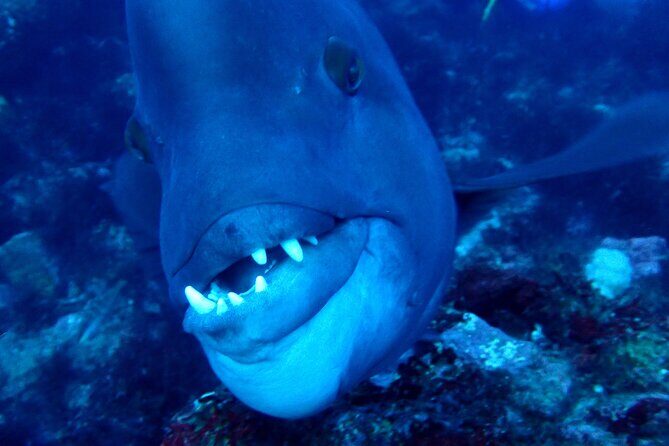 Let's enjoy Scuba diving in Izu Peninsula for certificate Diver - Final Summary: Is This Tour for You?