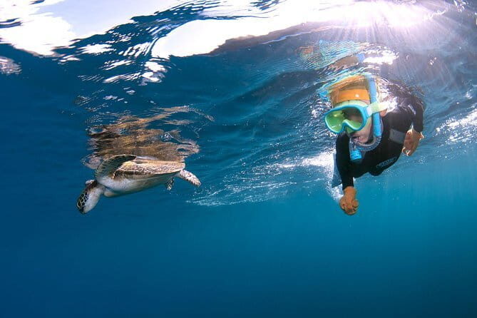 Let's swim with sea turtles in Yakushima!Snorkeling Tour - An In-Depth Look at the Yakushima Snorkeling Experience