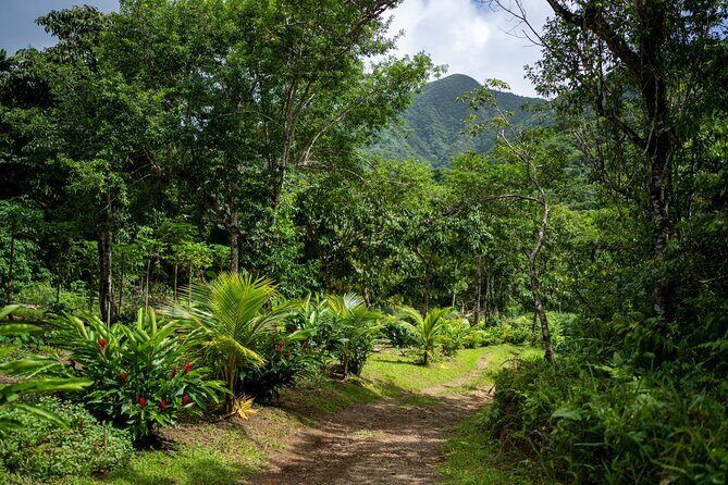 Liamuiga Natural Farm Tour - St.Kitts' Coffee Farm - Exploring the Liamuiga Natural Farm Tour: A Genuine Taste of St. Kitts