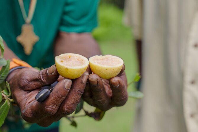 Liamuiga Natural Farm Tour - St.Kitts' Coffee Farm - Who Will Love This Tour?