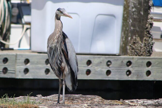 Liberty Bay Wildlife Kayaking - What Makes Liberty Bay Wildlife Kayaking Special?