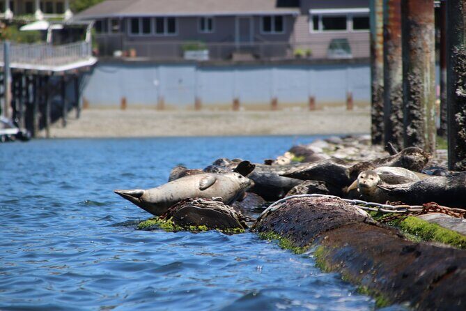 Liberty Bay Wildlife Kayaking - Practical Details and Value