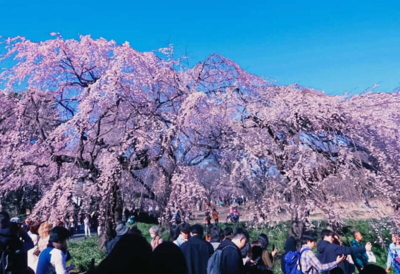 Licensed Guide Shinjuku Dramatic Tour Day Time - The Magic of Shinjuku in the Daylight