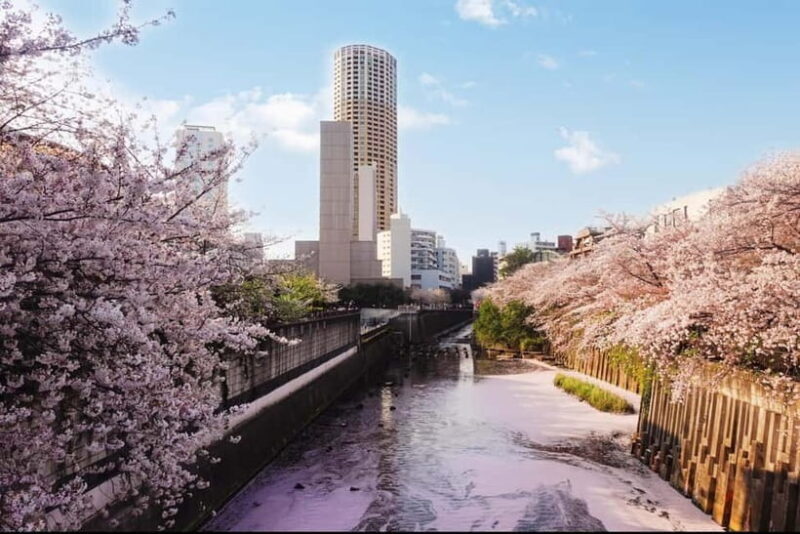 Licensed Guide Tokyo Meguro Cherry Blossom Walking Tour - Authenticity, Value, and Overall Impression