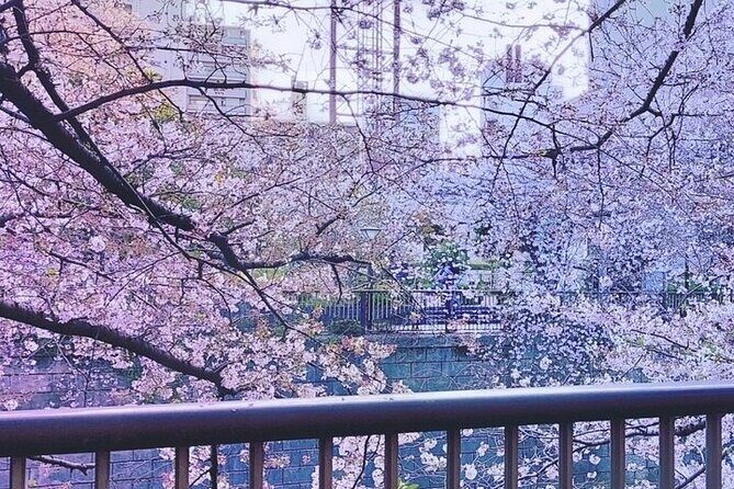 Licensed Guide Tokyo Meguro Cherry Blossom Walking Tour - What to Expect from the Tour