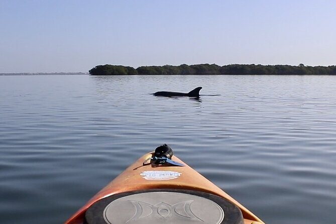 Lido Key Pedal Kayak Tour in Sarasota - The Sum Up