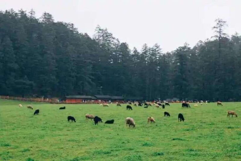 Lijiang: Jade Dragon Snow Mountain with Scenic Train Tour - Practical Tips and Considerations