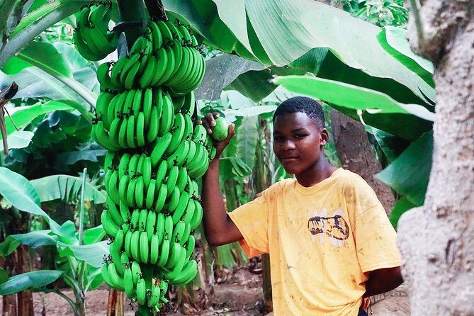 Like Locals: Banana Plantation, and Cuscuz with locals - Key Points