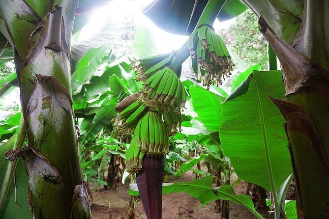 Like Locals: Banana Plantation, and Cuscuz with locals - A Detailed Look at the Tour Experience