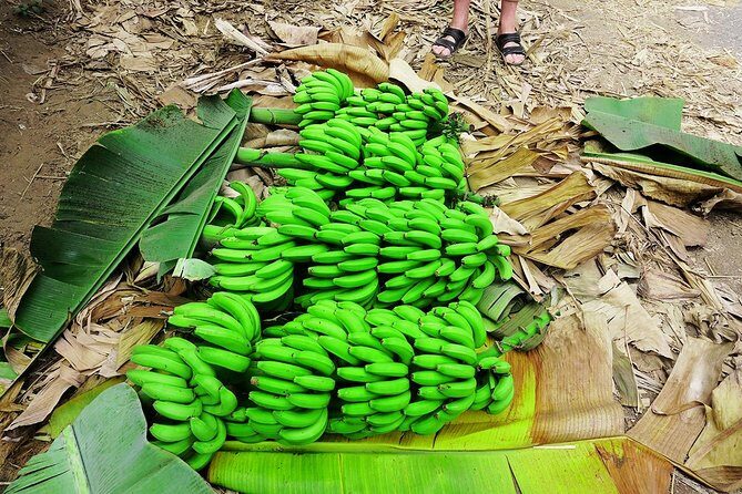 Like Locals: Banana Plantation, and Cuscuz with locals - Final Thoughts