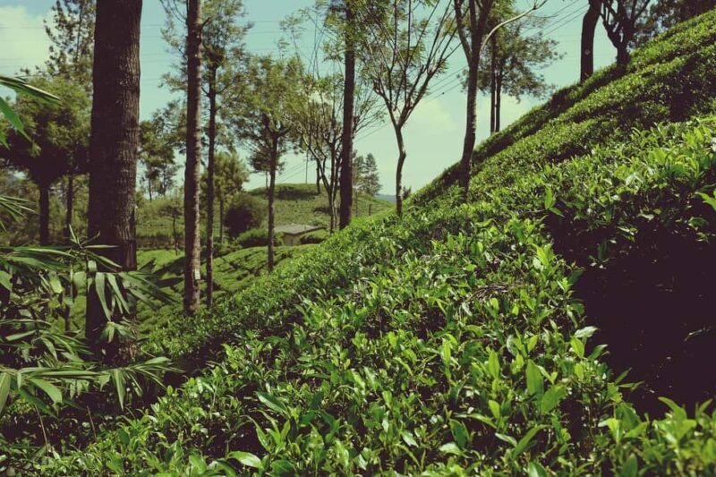 Limuru: Tea Farm Visit with Lunch - Key Points