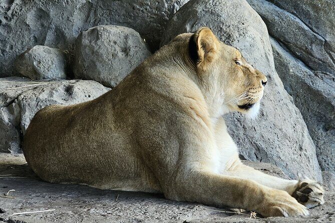 Lincoln Park Nature Museum and Zoo Public Walking Tour - Who Will Love This Tour?