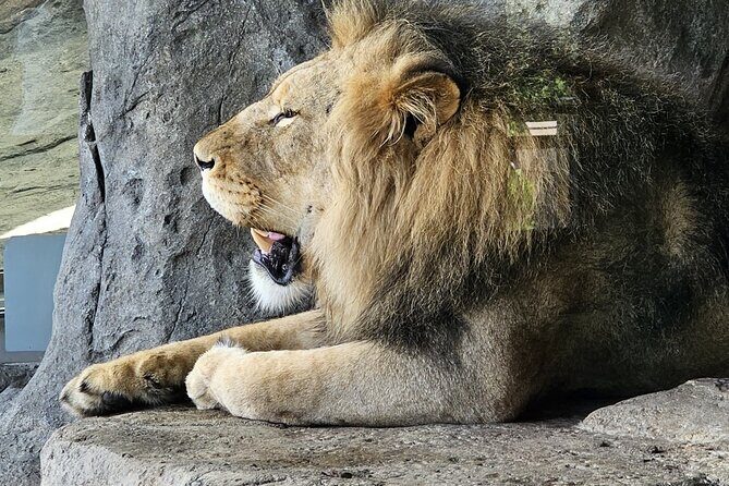 Lincoln Park Nature Museum & Zoo Private Walking Tour - Exploring Lincoln Park: A Guided Tour of Nature and City Life