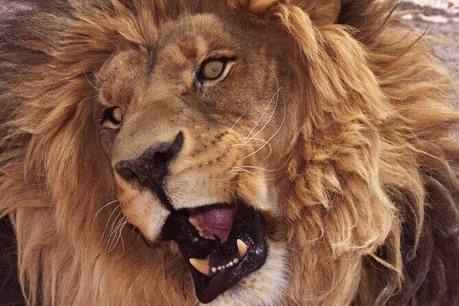 Lion Habitat Ranch Admission Ticket in Las Vegas - An Honest Look at the Lion Habitat Ranch Experience