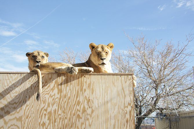 Lion Habitat Ranch Admission Ticket in Las Vegas - FAQ