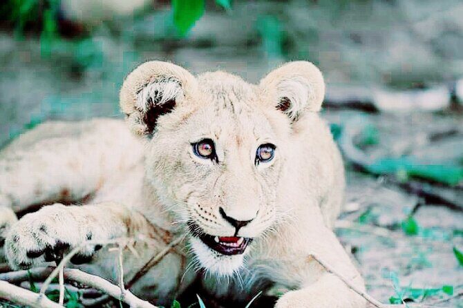 Lion safari park tour(Half-day) - The Itinerary: What to Expect