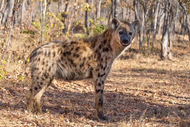 Lion & Wildlife Sanctuary Excursion Victoria Falls - Meet the Hyenas