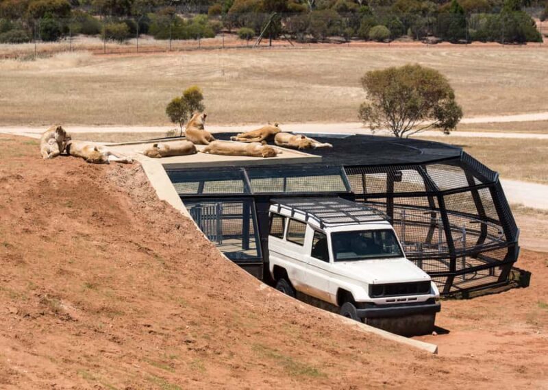 Lions 360 Experience and a Day at Monarto Safari Park - Key Points