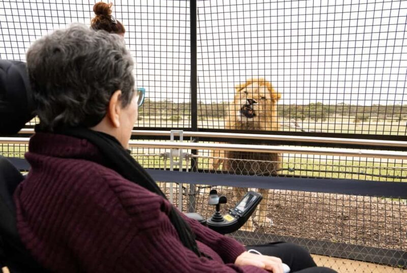 Lions 360 Experience and a Day at Monarto Safari Park - A Closer Look at Monarto Safari Park and the Lions 360 Experience