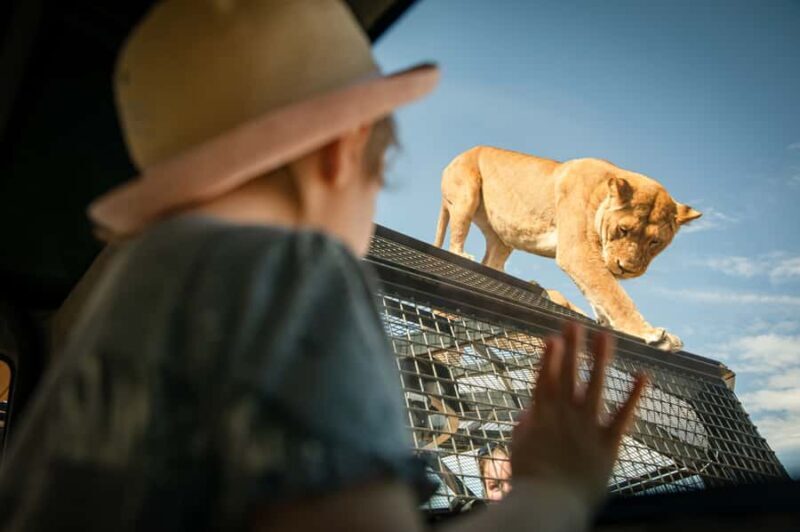 Lions 360 Experience and a Day at Monarto Safari Park - FAQ